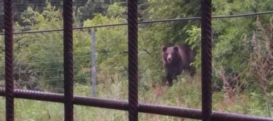 141532901-cd8af61c-84a0-4ddb-a714-b9fd1cee65f8